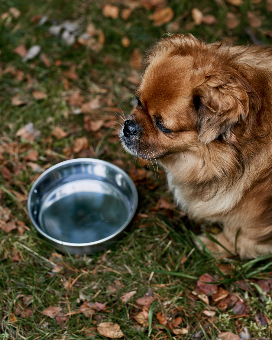 Hombres | Accesorios para perros | Snow Peak | Dog Food Bowl