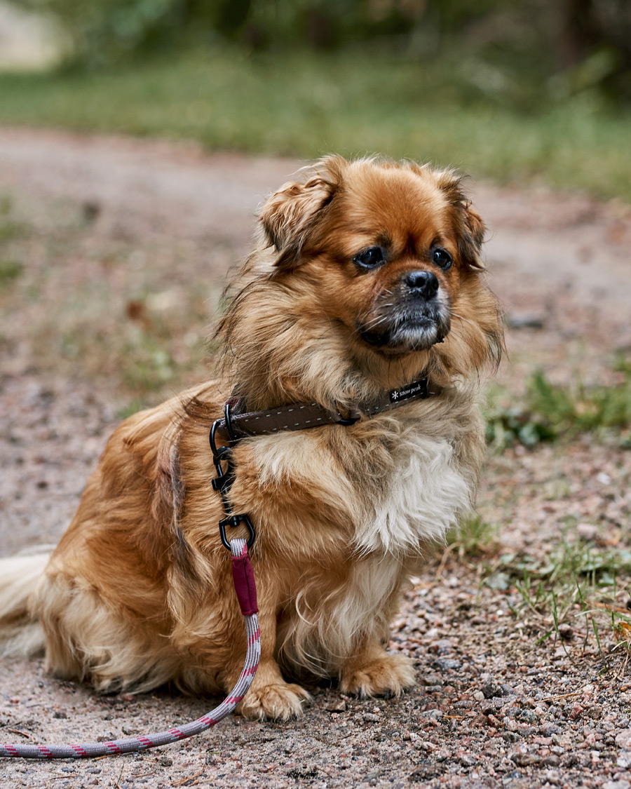 Hombres | Accesorios para perros | Snow Peak | Dog Rope Lead Grey